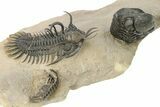 Short-Fork Walliserops Hammi Trilobite - Foum Zguid, Morocco #276169-5